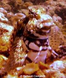 king of this rock..sealife dc1000 by Richard Campbell 